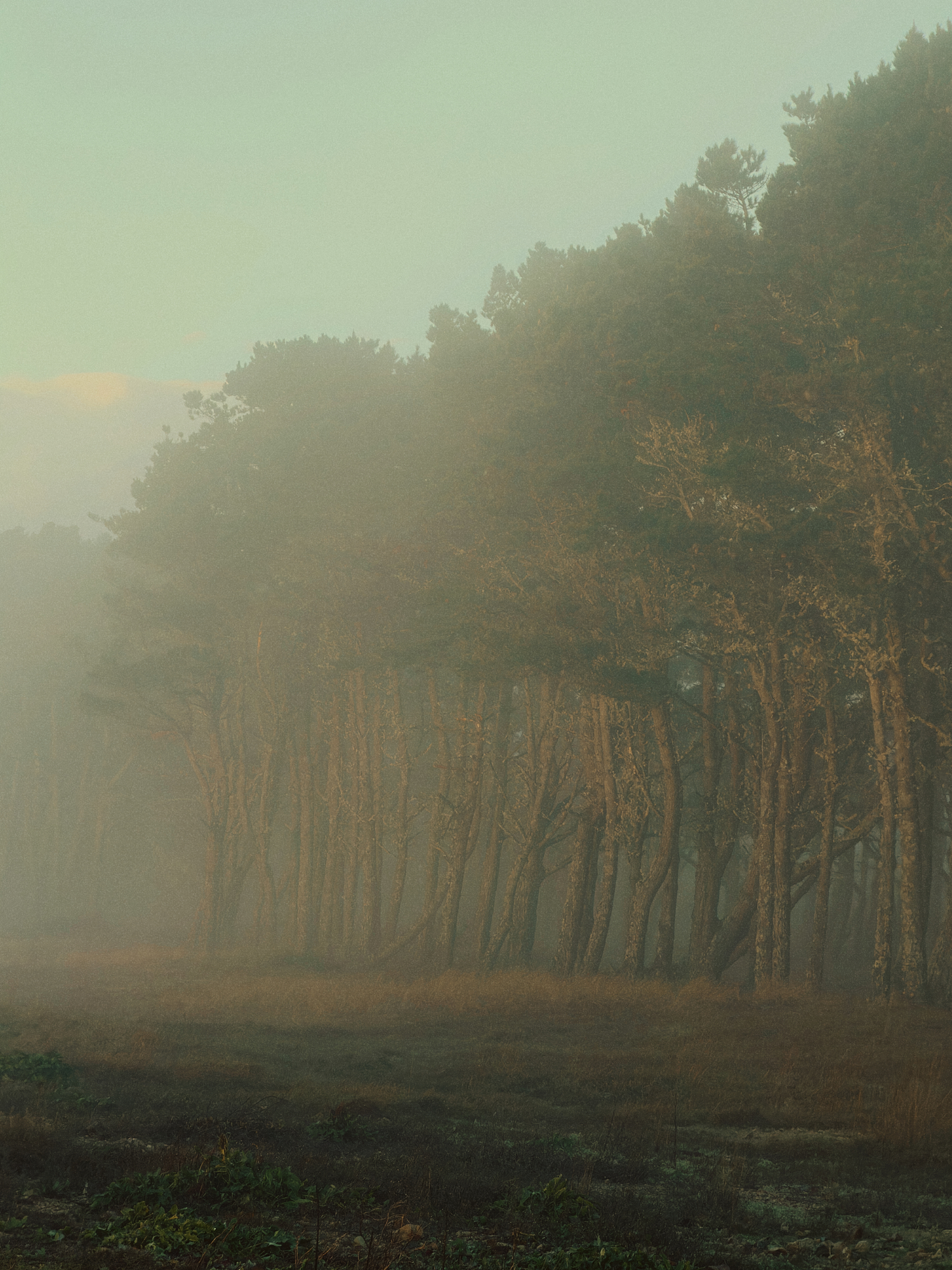 Forest